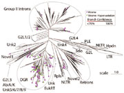 Phylogenetic tree of reverse transcriptase sequences.